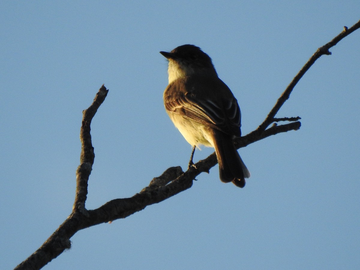 Eastern Phoebe - ML381276051