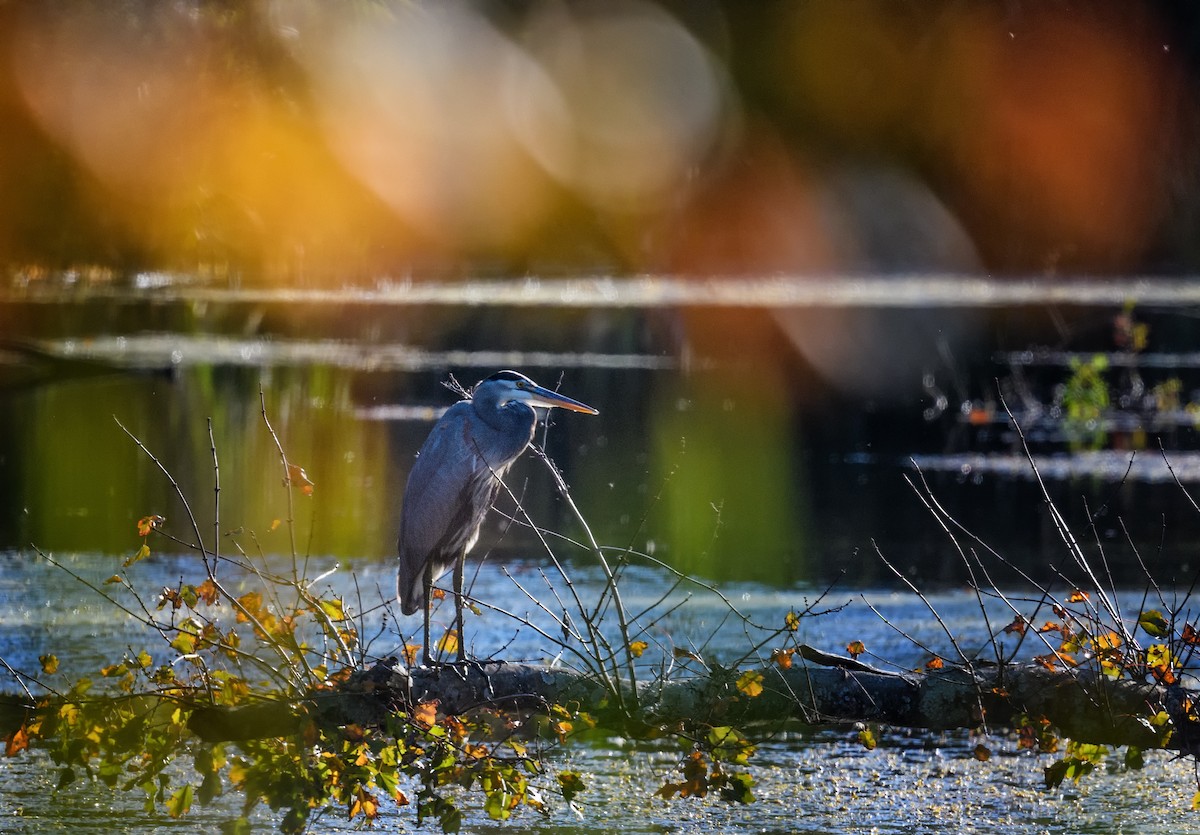 Great Blue Heron - ML381276131