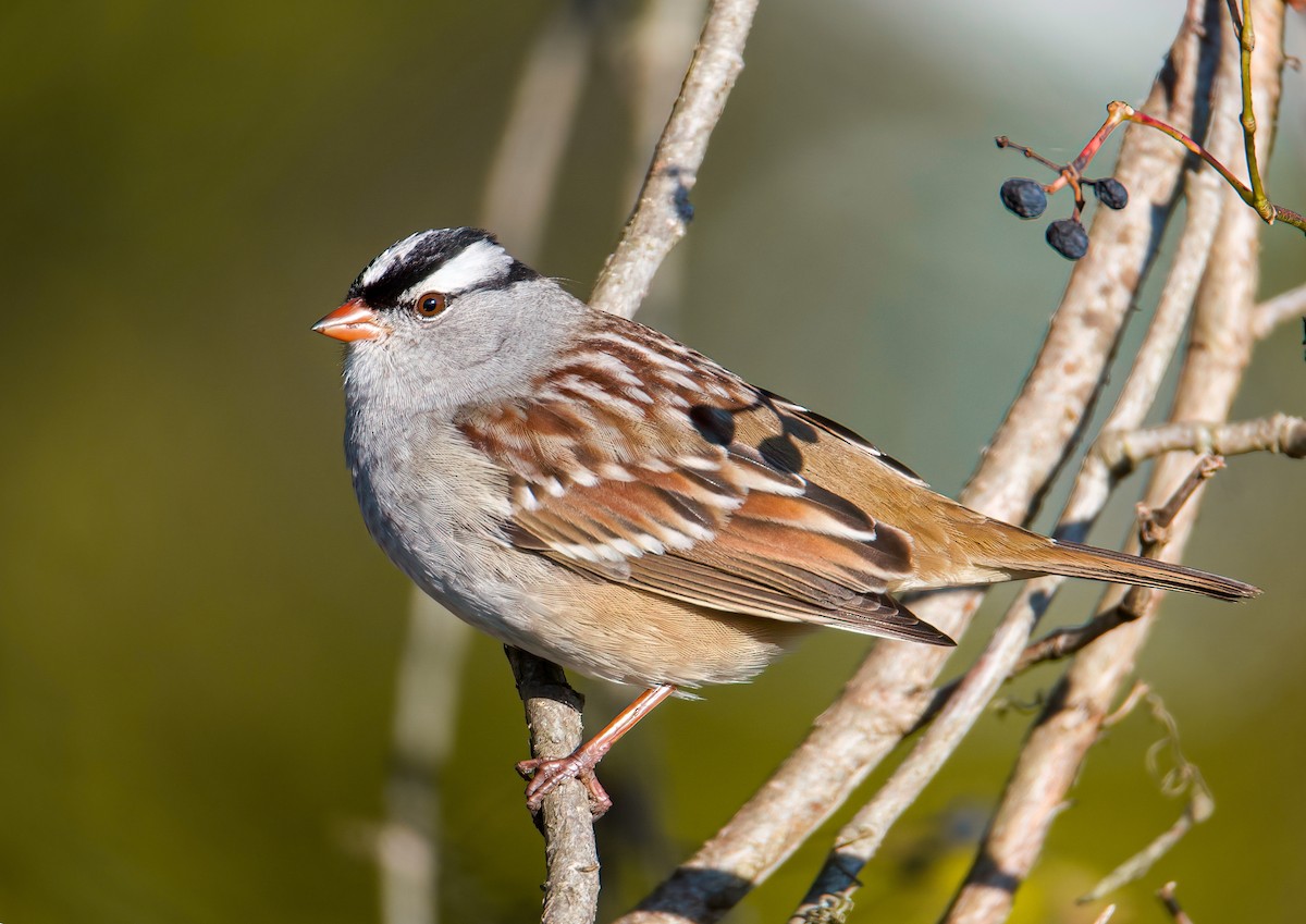 White-crowned Sparrow - ML381276811