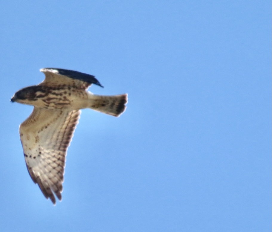 Broad-winged Hawk - ML381277421