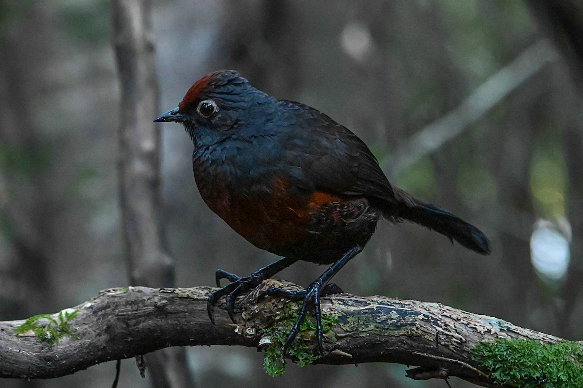 Schwarzkehltapaculo - ML381277761