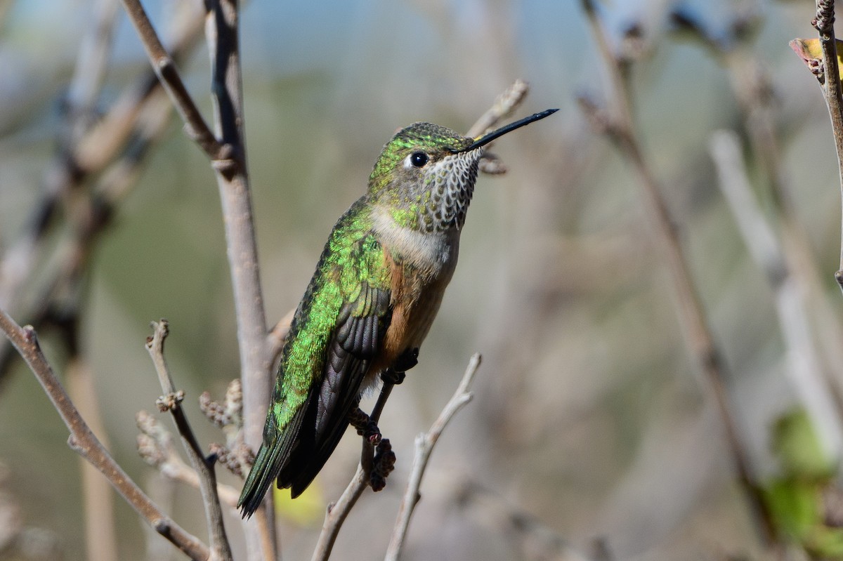 Broad-tailed Hummingbird - T. Jay Adams
