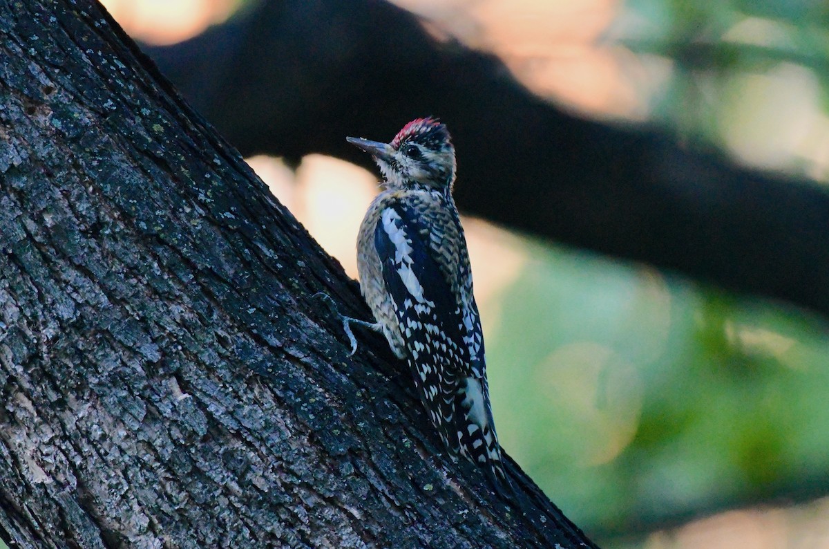 Yellow-bellied Sapsucker - ML381278001