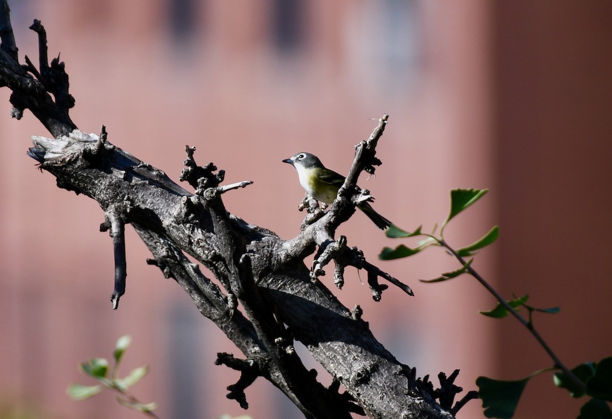 Blue-headed Vireo - ML381278071