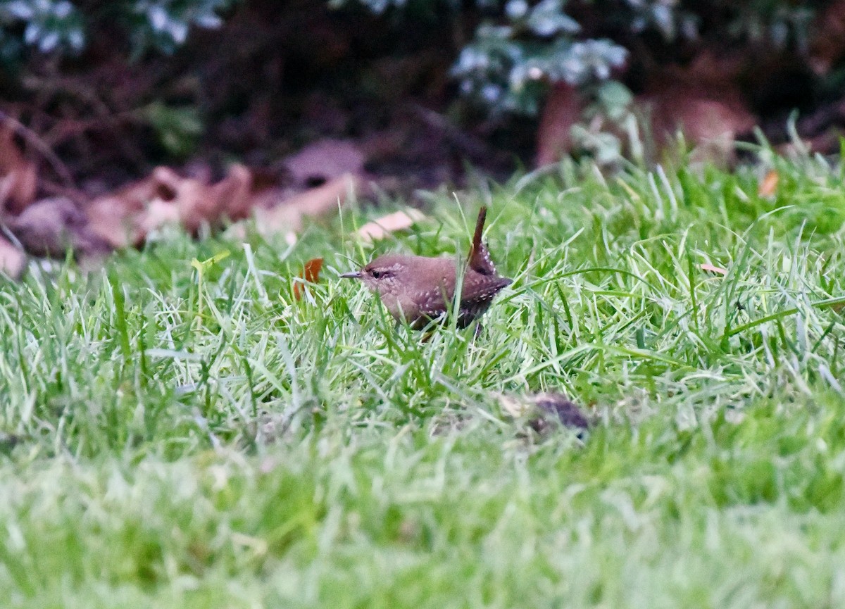 Winter Wren - ML381278111