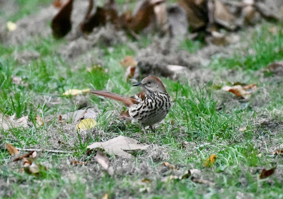 Brown Thrasher - ML381278141