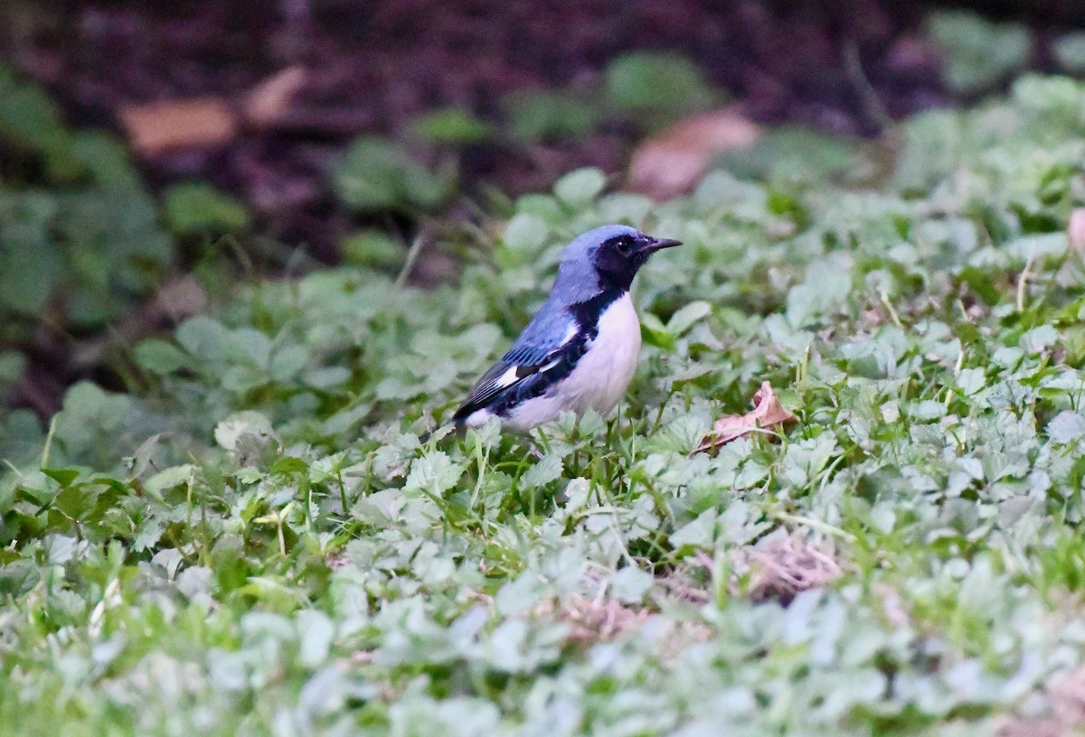 Black-throated Blue Warbler - ML381278291