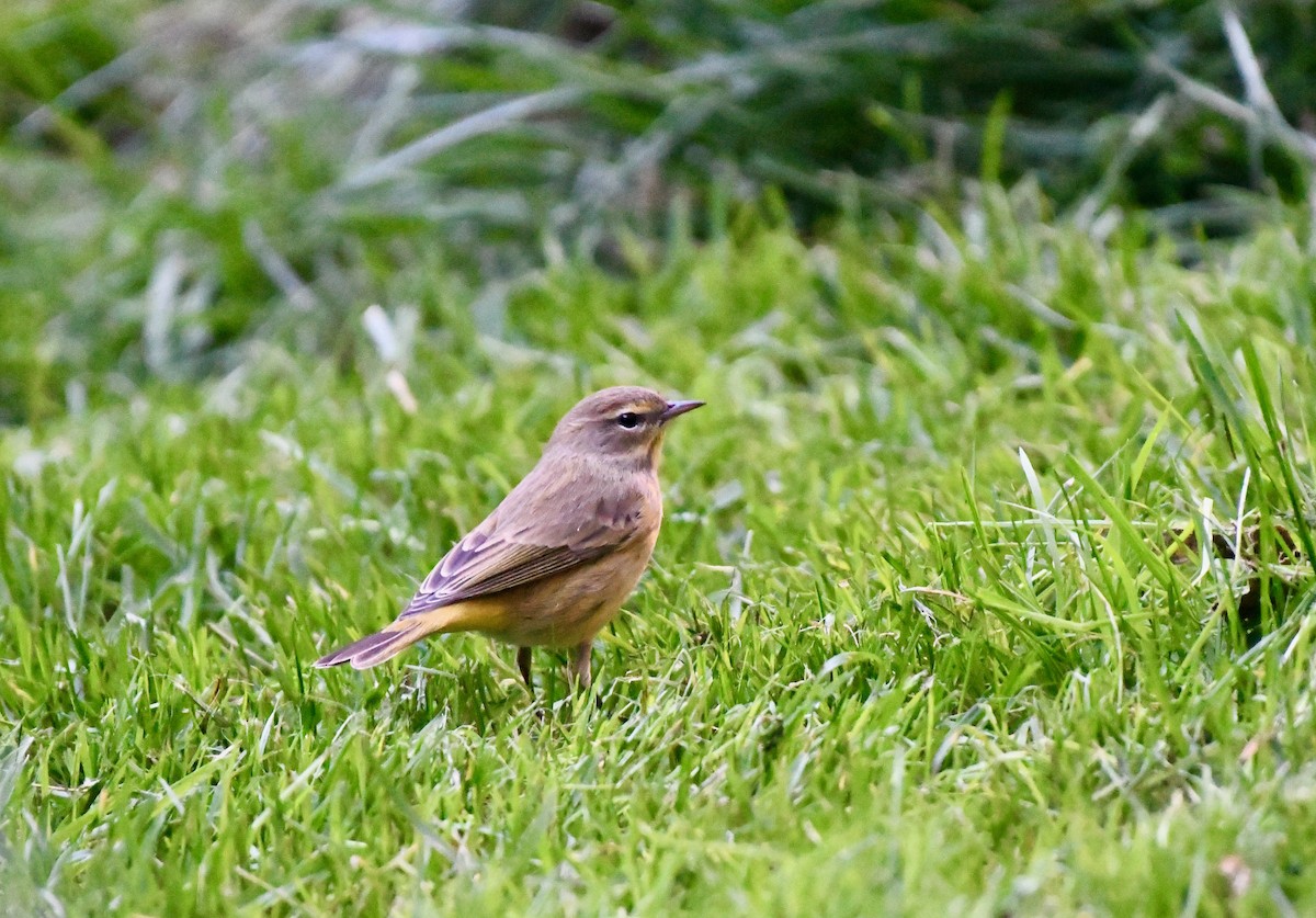 Palm Warbler - ML381278301