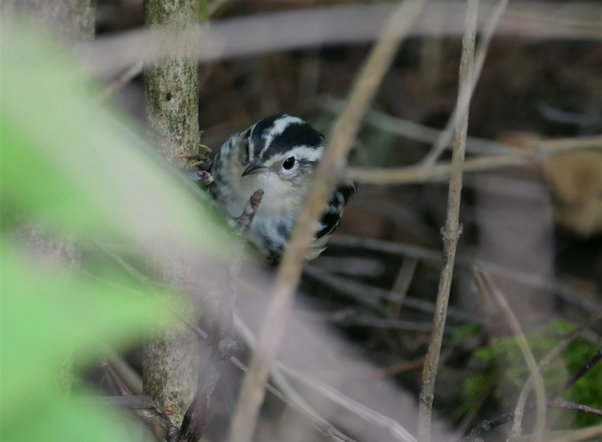 Black-and-white Warbler - M Wannamaker