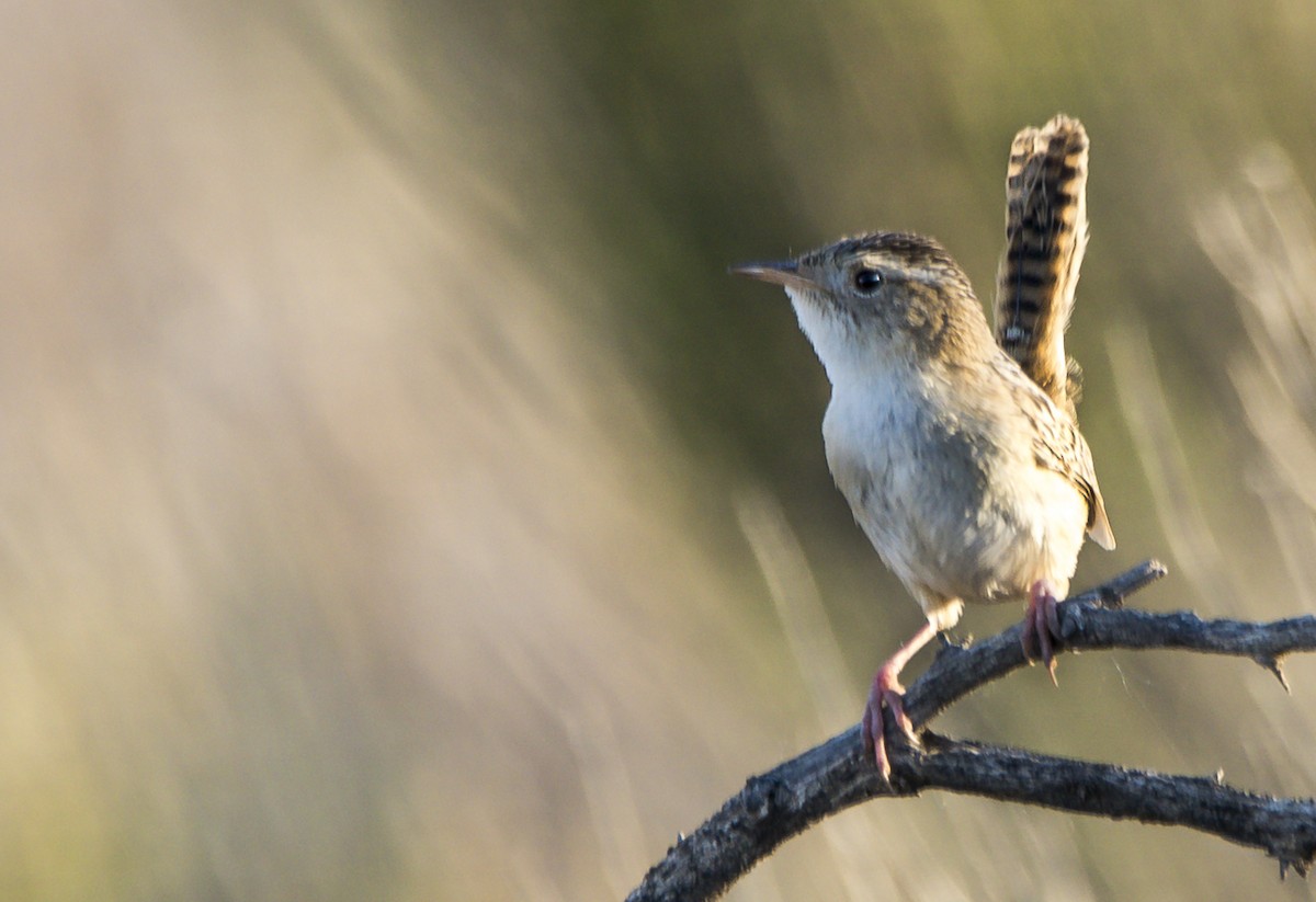 Grass Wren - ML381280341