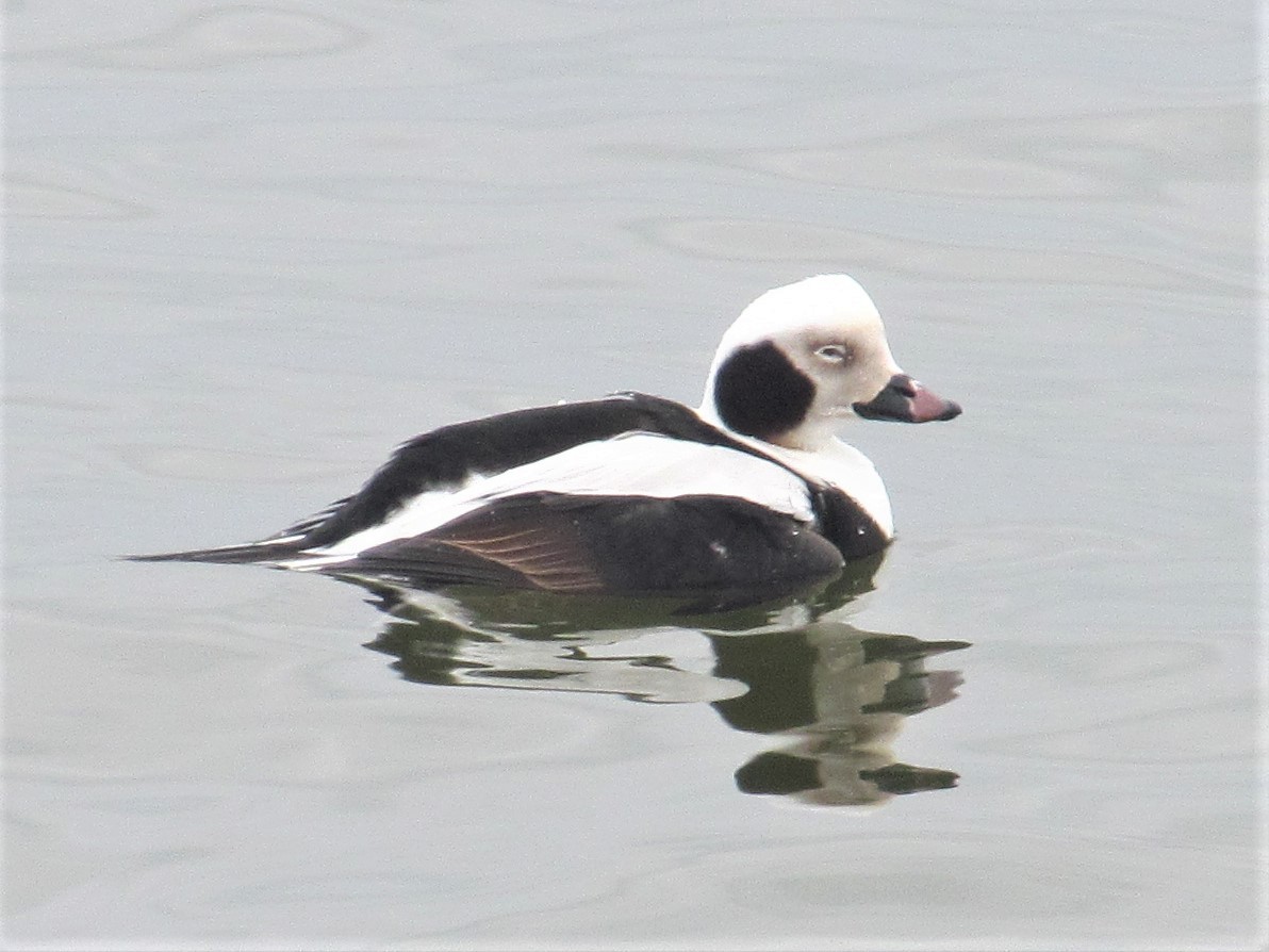 Long-tailed Duck - ML381281081
