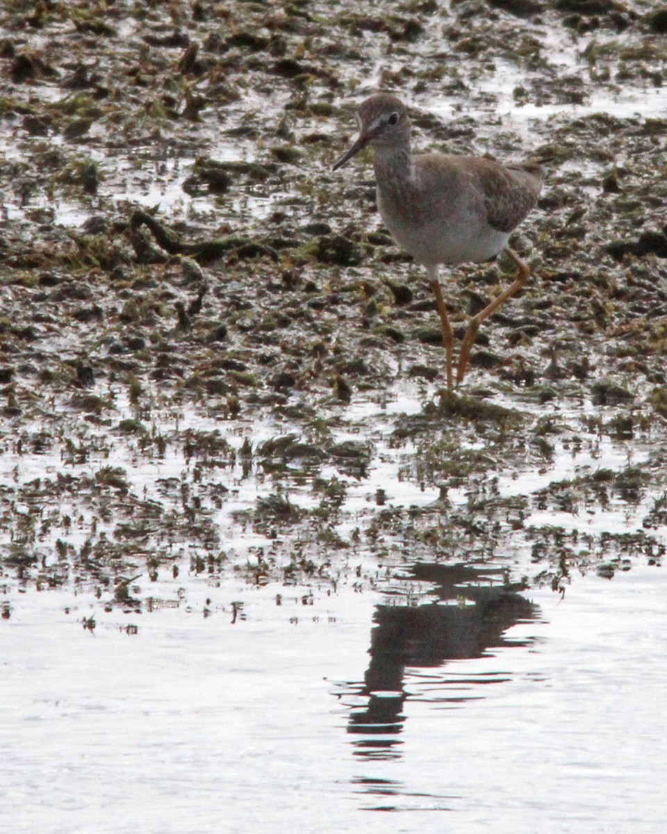 Lesser Yellowlegs - ML381281161