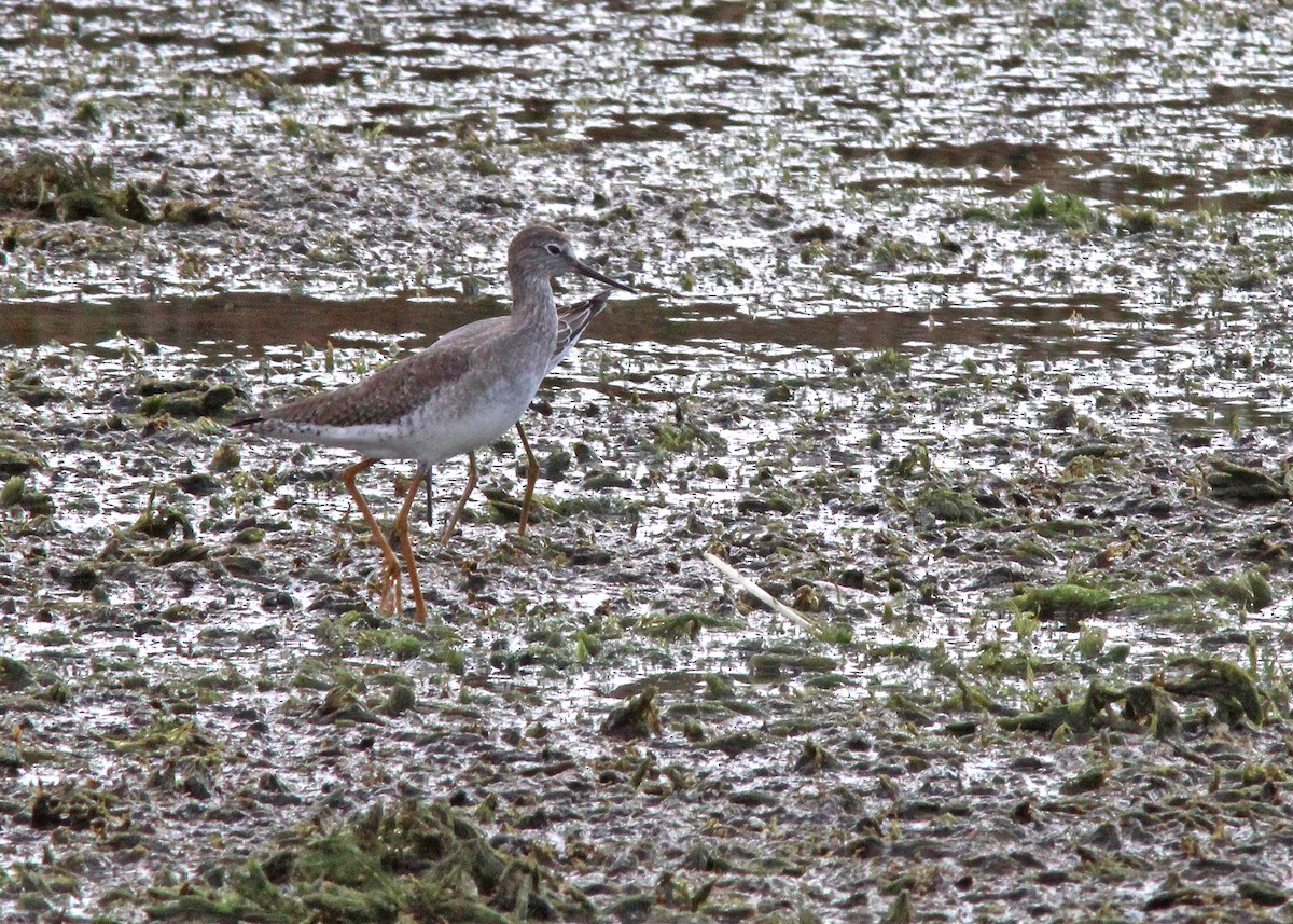 Lesser Yellowlegs - ML381281211