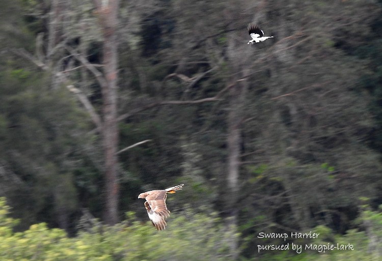 Swamp Harrier - Marie Tarrant