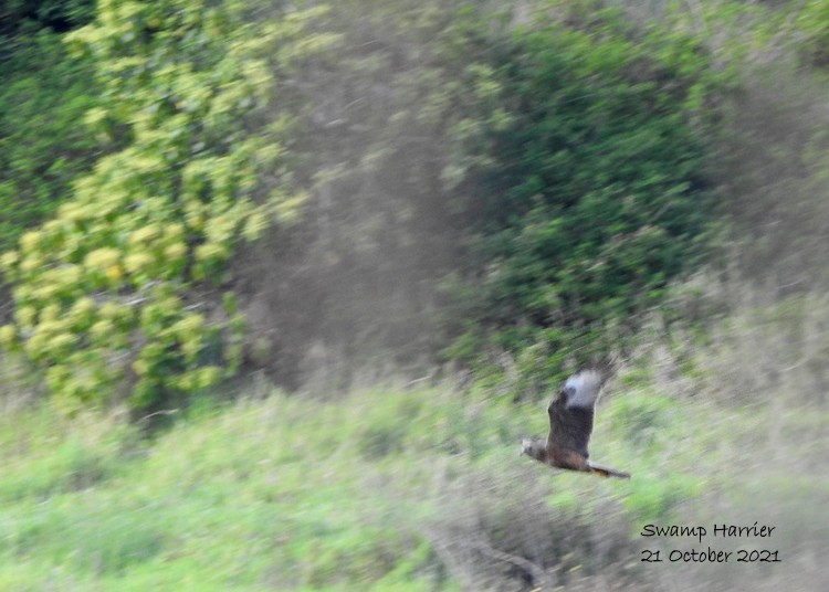 Swamp Harrier - Marie Tarrant