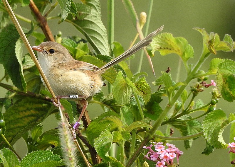 Red-backed Fairywren - ML381285471