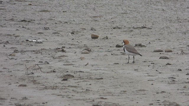 Two-banded Plover - ML381285781