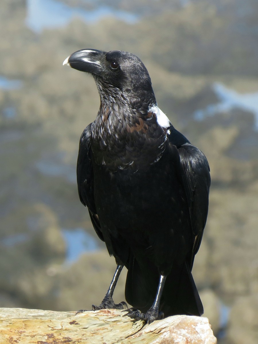 Corbeau à nuque blanche - ML38128671