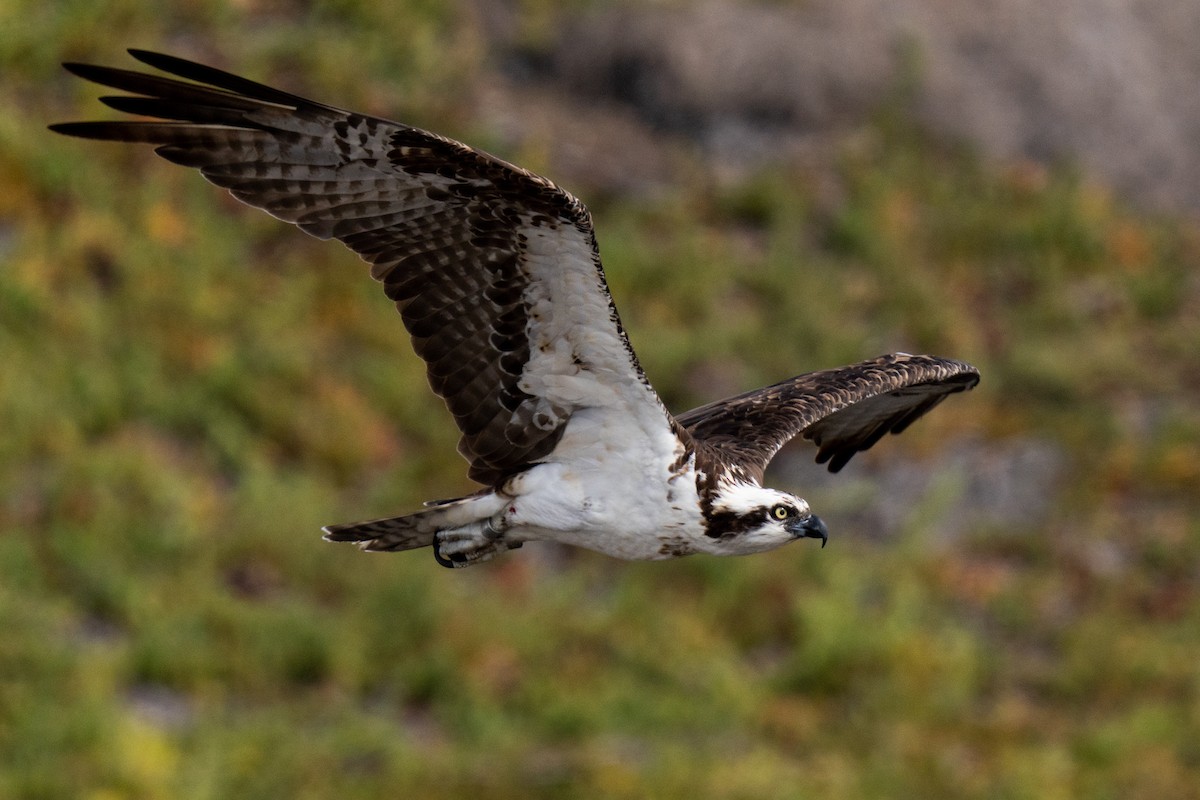 Águila Pescadora - ML381287481