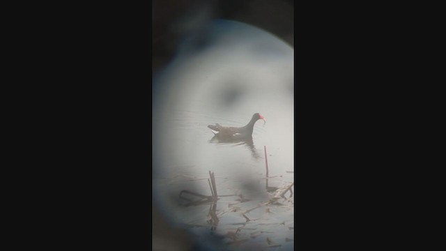 Gallinule d'Amérique - ML381287961