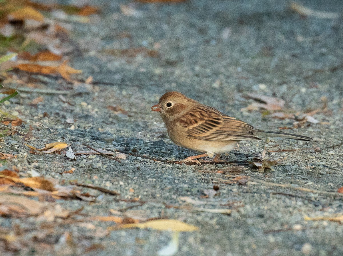 Field Sparrow - ML381288031