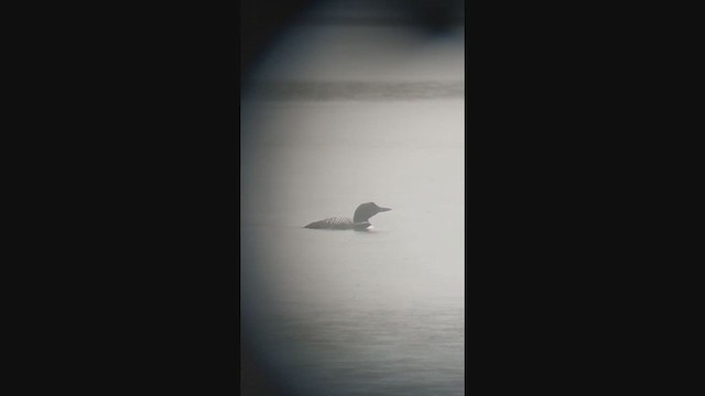 Common Loon - ML381288781