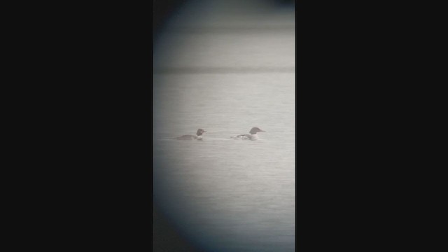 Common Merganser - ML381289771