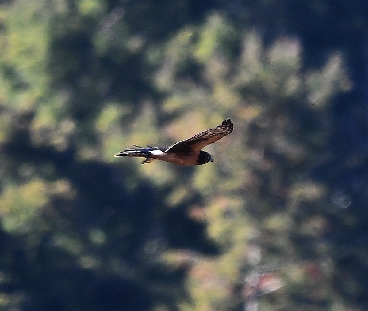 Northern Harrier - ML381289921