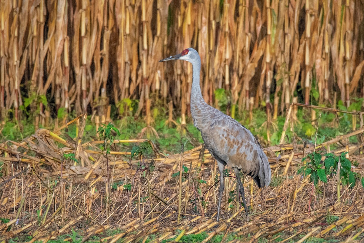 Sandhill Crane - Jesse LeBlanc