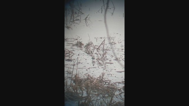 Spotted Sandpiper - ML381290911