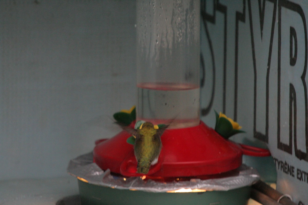 Anna's Hummingbird - ML38129201