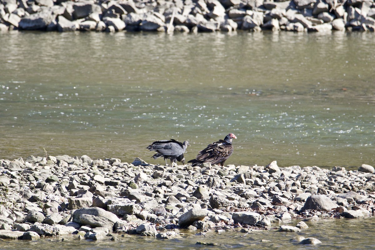 Black Vulture - ML381293591