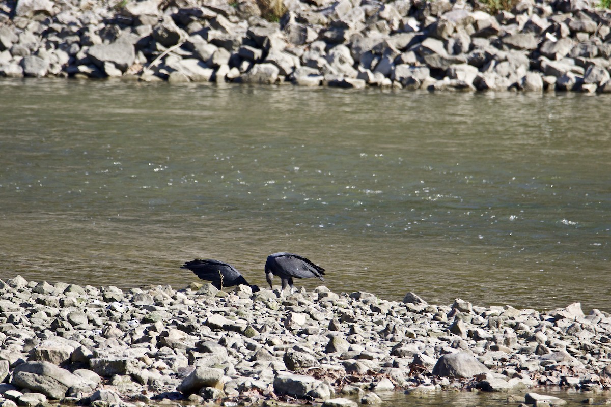 Black Vulture - ML381293611