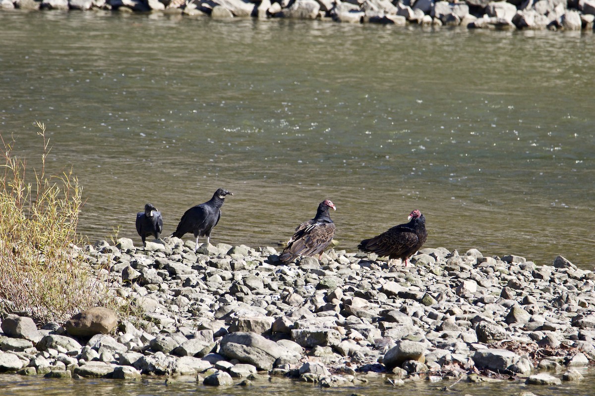 Black Vulture - ML381293631
