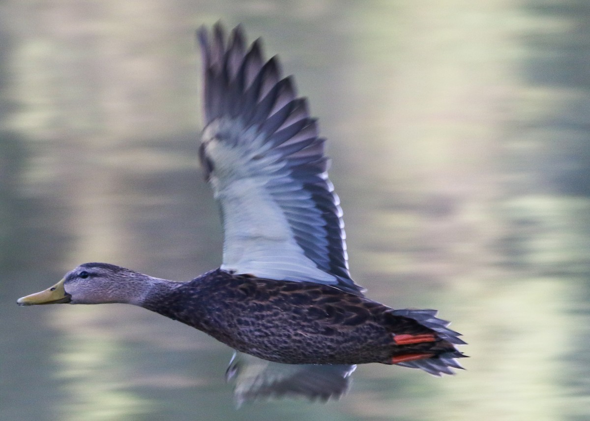 Canard brun (maculosa) - ML381293651