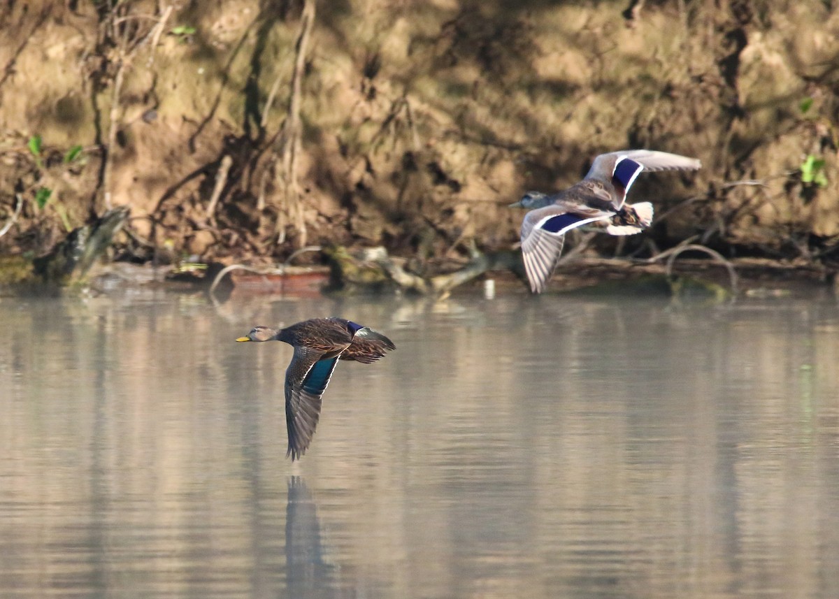 Canard brun (maculosa) - ML381293661