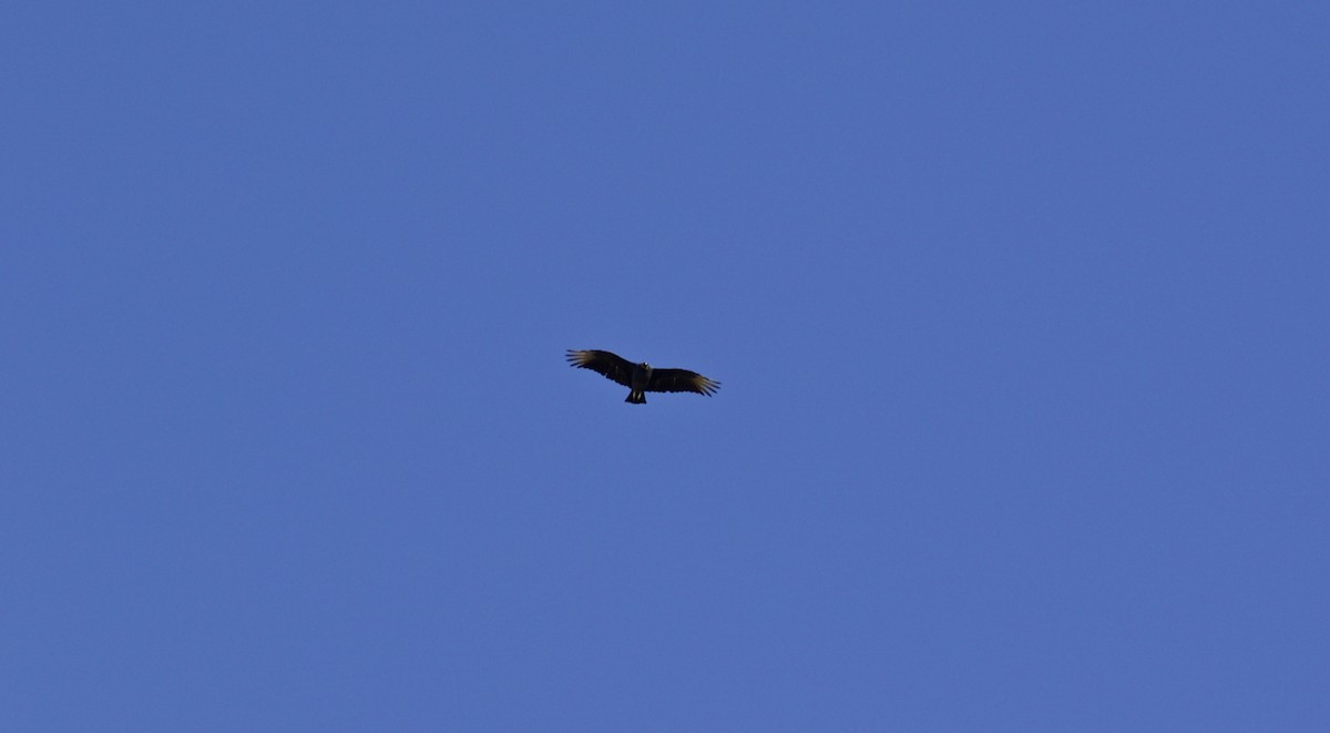 Black Vulture - ML381293671