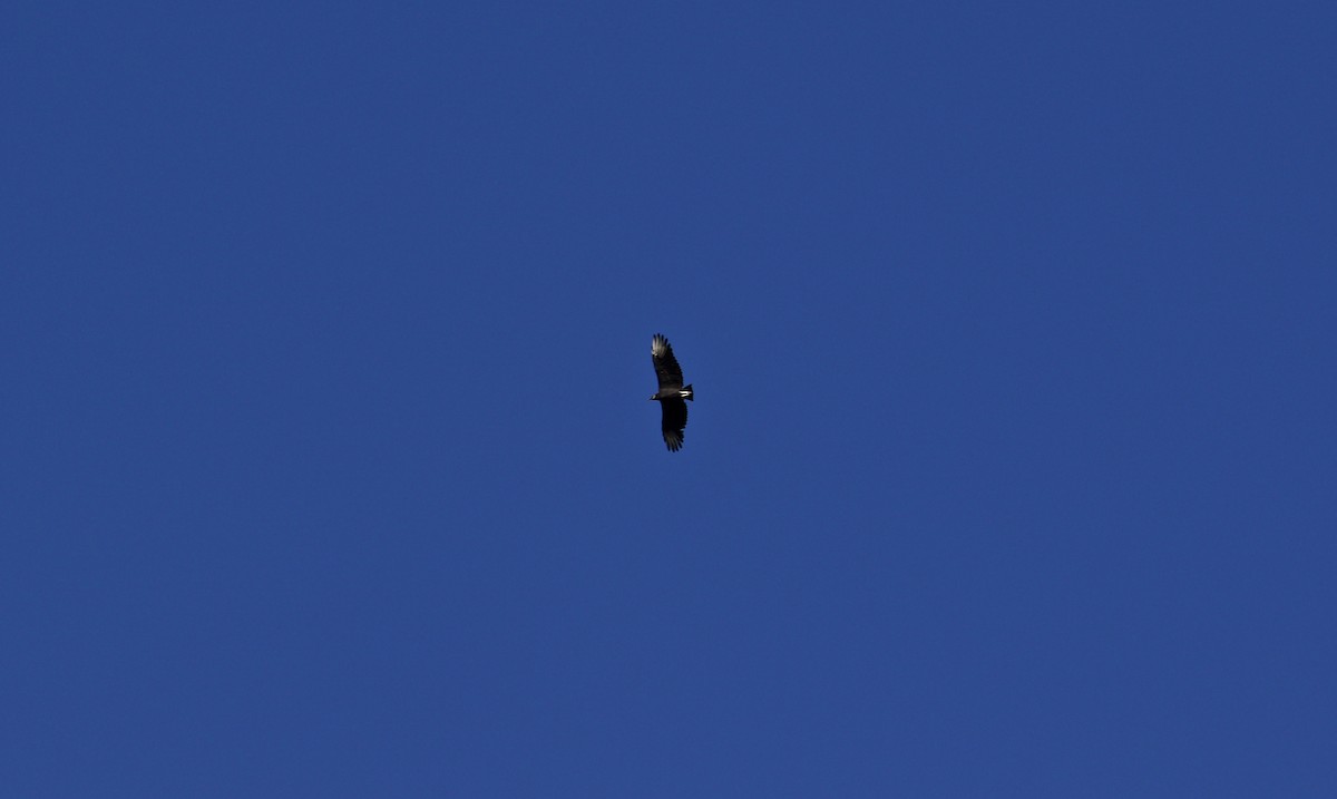 Black Vulture - ML381293681