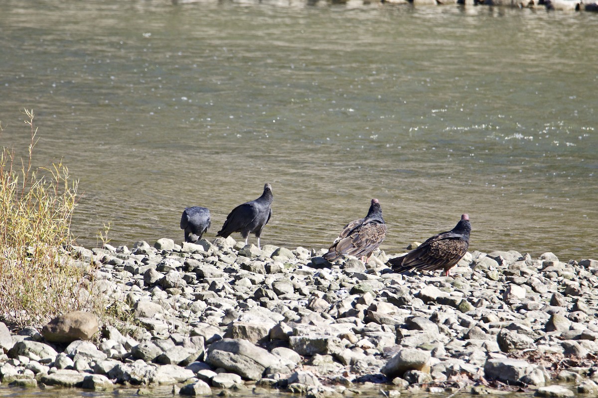 Black Vulture - ML381293701