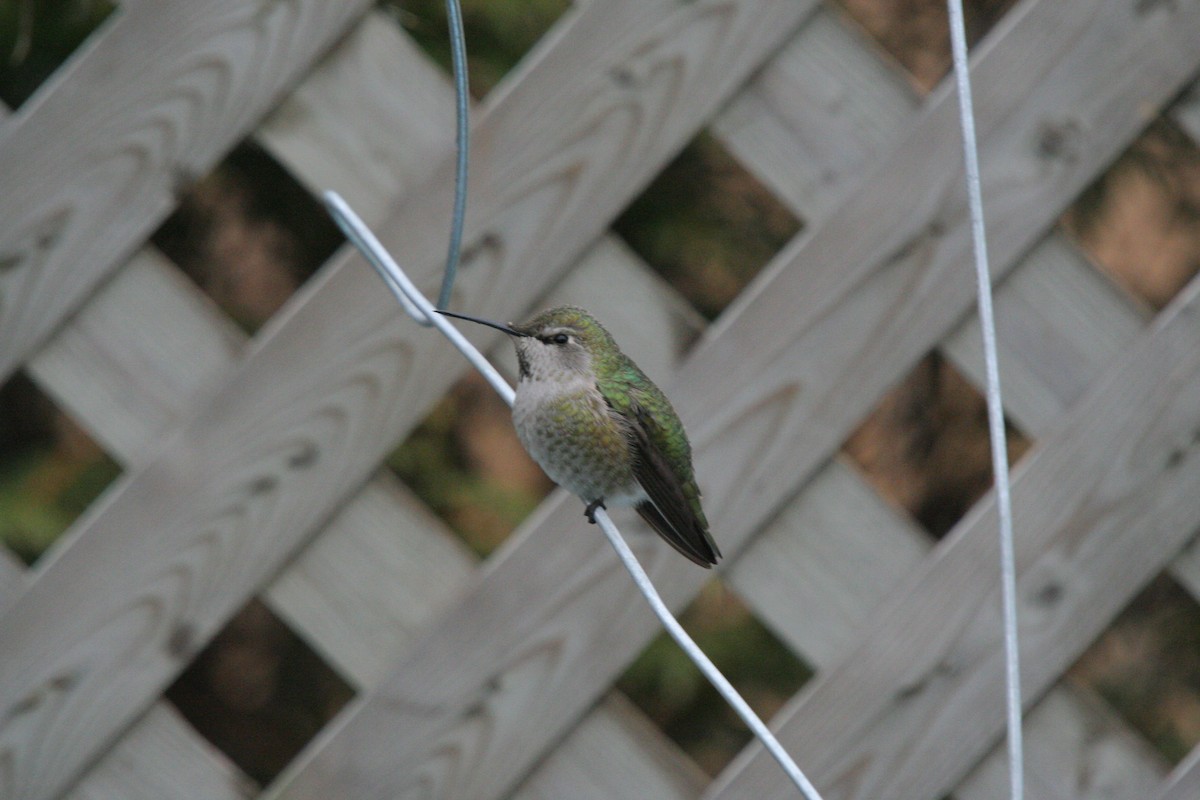 Anna's Hummingbird - ML38129371