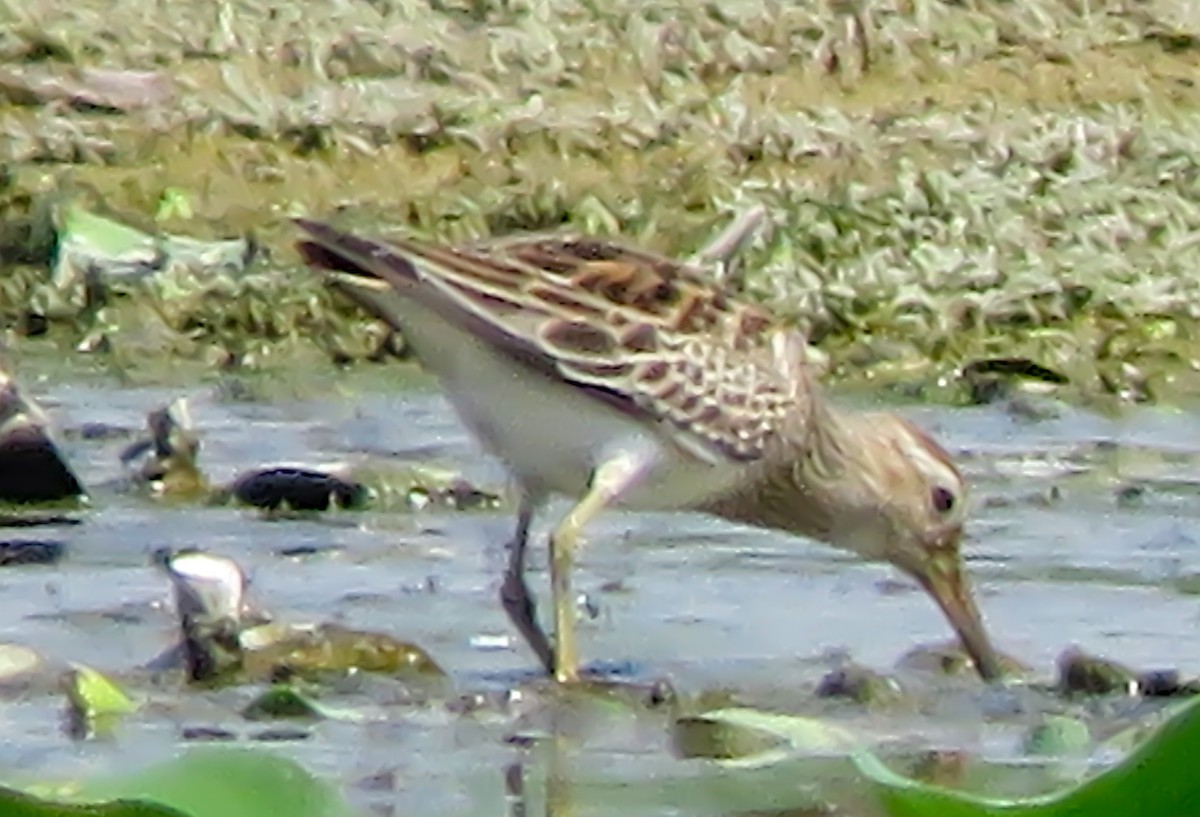 Pectoral Sandpiper - Krishnamoorthy Muthirulan