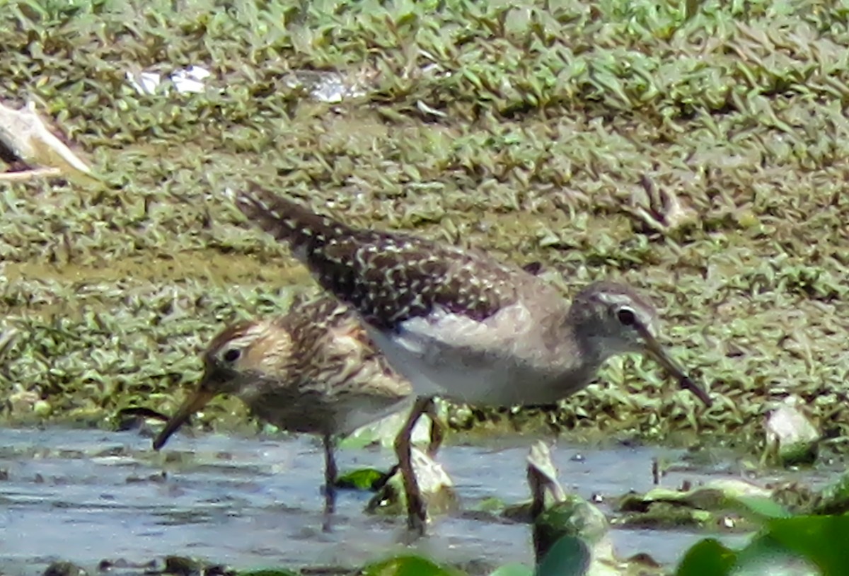 Pectoral Sandpiper - Krishnamoorthy Muthirulan