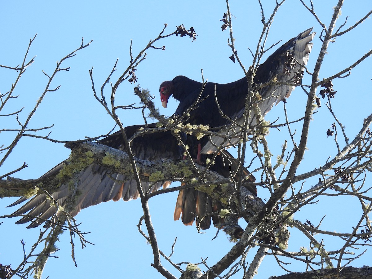 Turkey Vulture - ML381295541