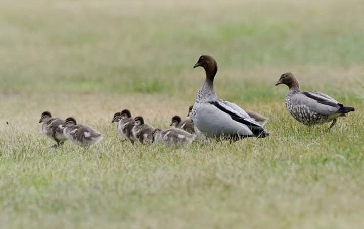 Maned Duck - ML381295691