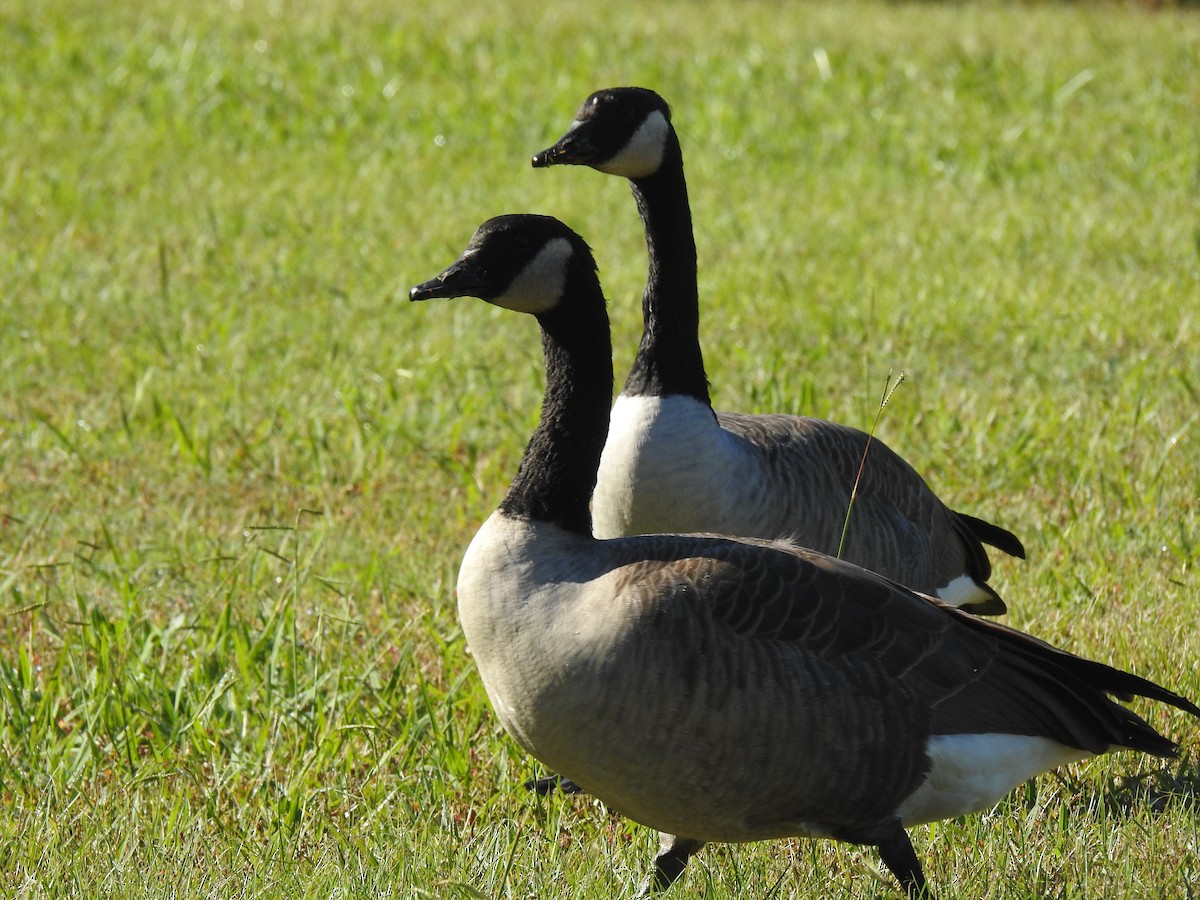 Canada Goose - ML381296211