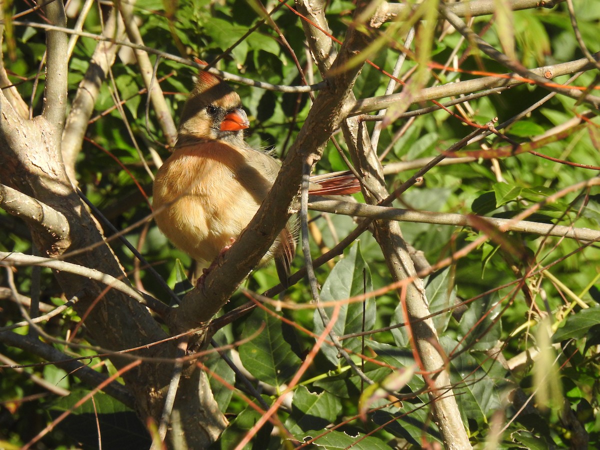 Northern Cardinal - ML381296401