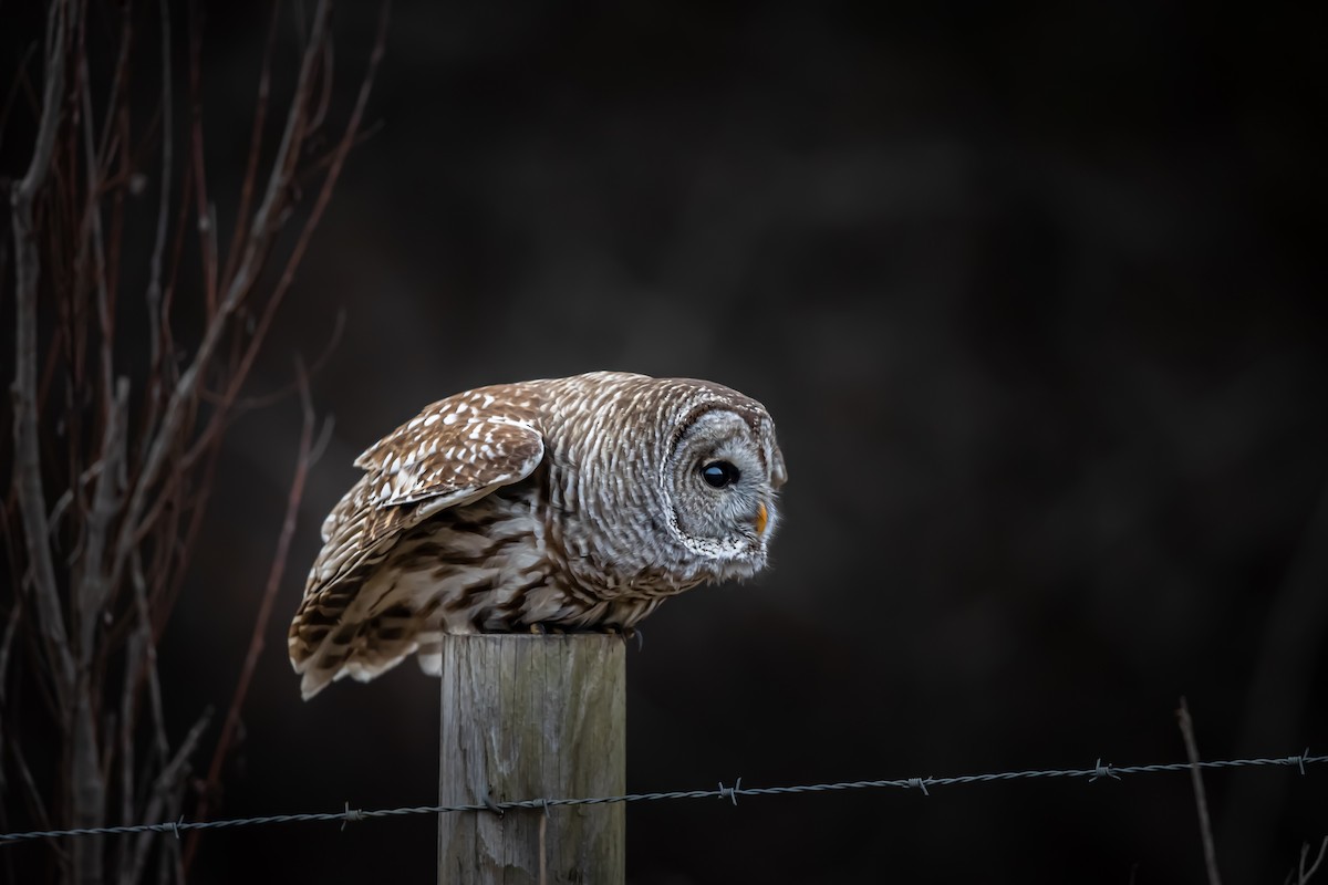 Barred Owl - ML381298611