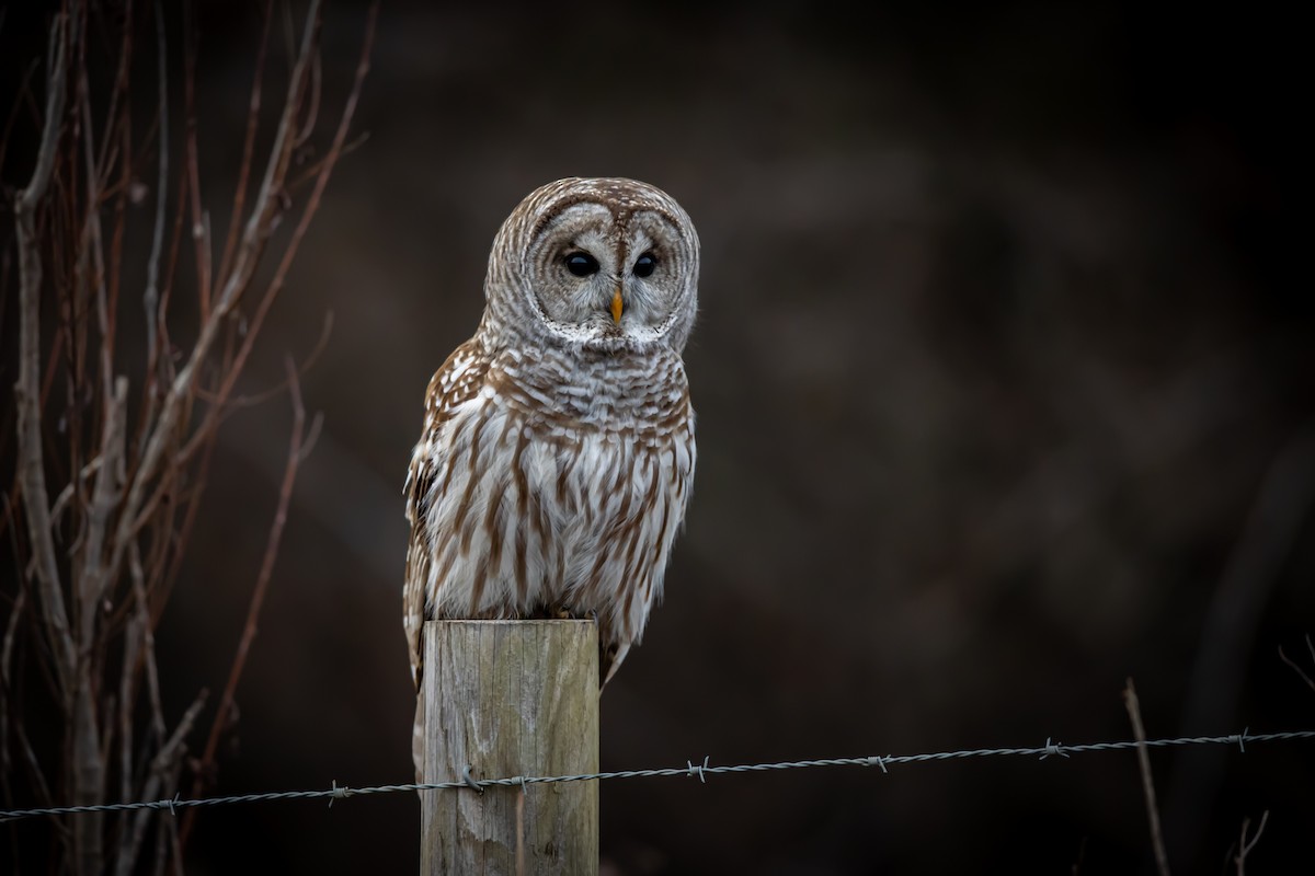 Barred Owl - ML381298621