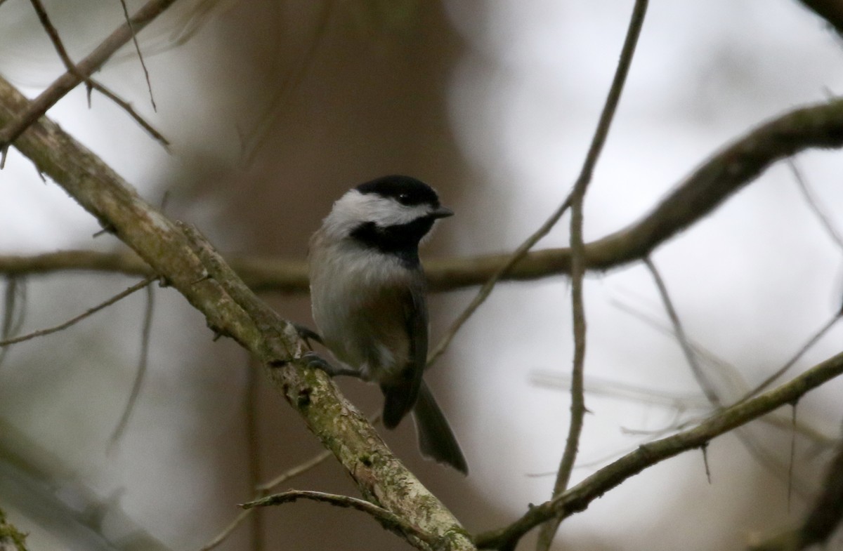 Carolina Chickadee - Jay McGowan