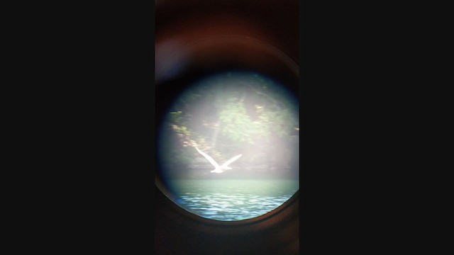 Brown Booby (Atlantic) - ML381301141
